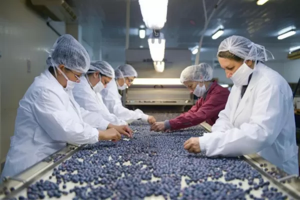 El desafío de exportar arándanos a China