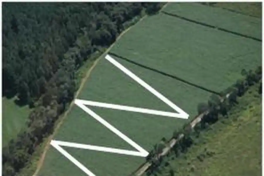 Una buena “caña semilla”es sinónimo de sanidad