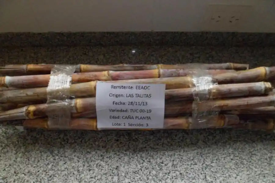 Una buena “caña semilla”es sinónimo de sanidad