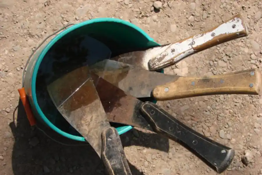 Una buena “caña semilla”es sinónimo de sanidad