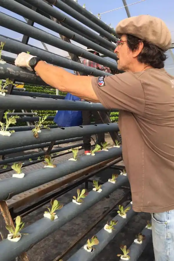EN TAPIA. Matías Paz Cossio, dentro del invernadero. Lidera “Tenda Verde”, que ya comercializa lechugas hidropónicas en Tucumán. LA GACETA / FOTOS DE INÉS QUINTEROS ORIO.-