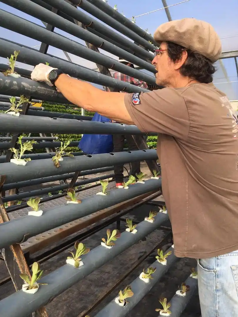 EN TAPIA. Matías Paz Cossio, dentro del invernadero. Lidera “Tenda Verde”, que ya comercializa lechugas hidropónicas en Tucumán. LA GACETA / FOTOS DE INÉS QUINTEROS ORIO.-