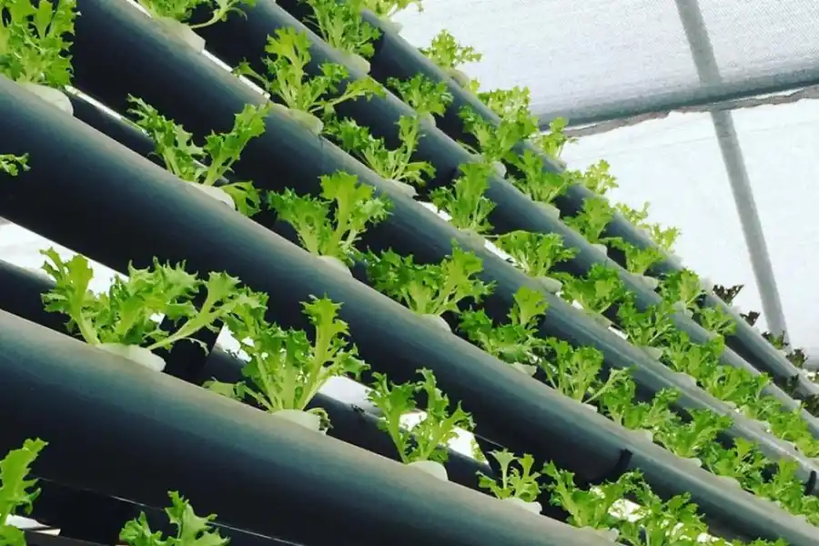 Hidropónicas: cómo es el cultivo que cambiará nuestra manera de alimentarnos