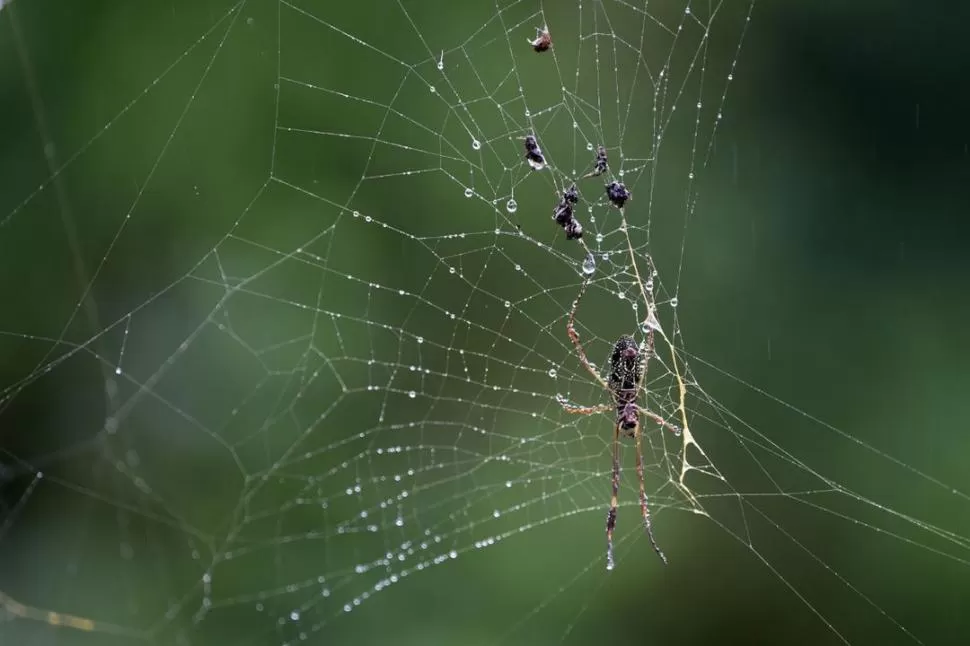 -TELA DE ORO.  Estas arañas le otorgan a su red un color amarillo. Con la luz toma un brillo único. LA GACETA / FOTOS DE JUAN PABLO SÁNCHEZ NOLI.-