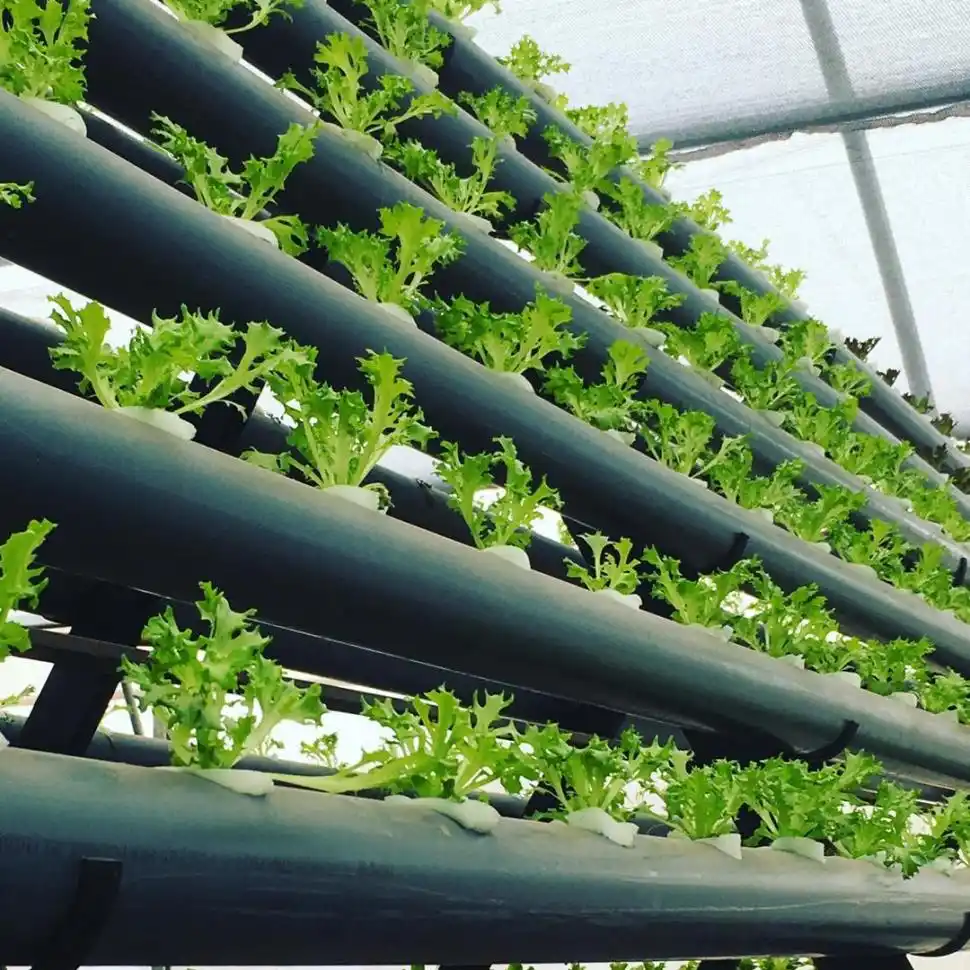 Hidropónicas: cómo es el cultivo que cambiará nuestra manera de alimentarnos