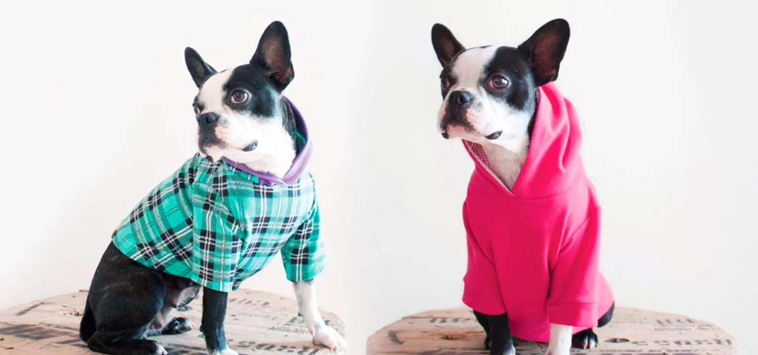 Perros coquetos: el auge de la moda canina