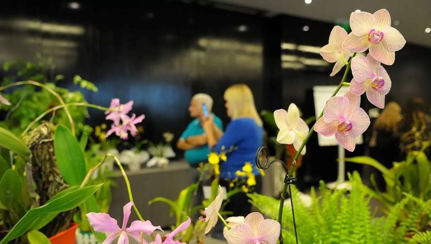 Los tucumanos podrán disfrutar de una exposición de orquídeas el fin de semana