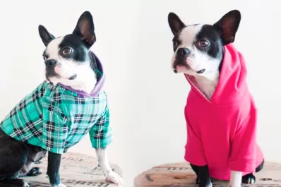 Perros coquetos: el auge de la moda canina