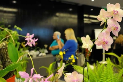 Los tucumanos podrán disfrutar de una exposición de orquídeas el fin de semana