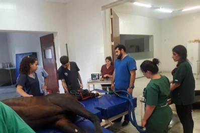 Cómo es un día en el hospital escuela de animales