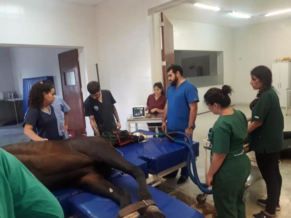 EN EL QUIRÓFANO. La imagen muestra a integrantes del equipo del hospital mientras operan un caballo. 