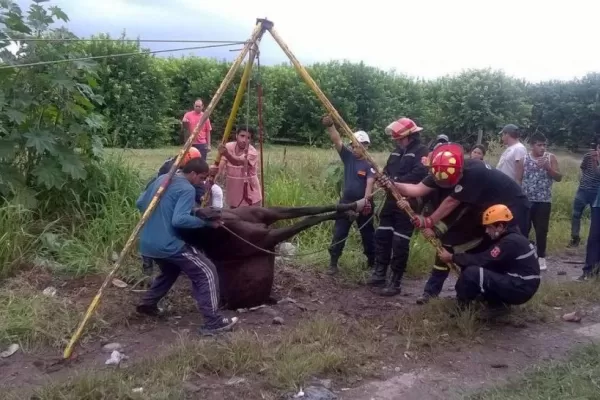 Lograron rescatar a “Lucero” de un pozo de 20 metros