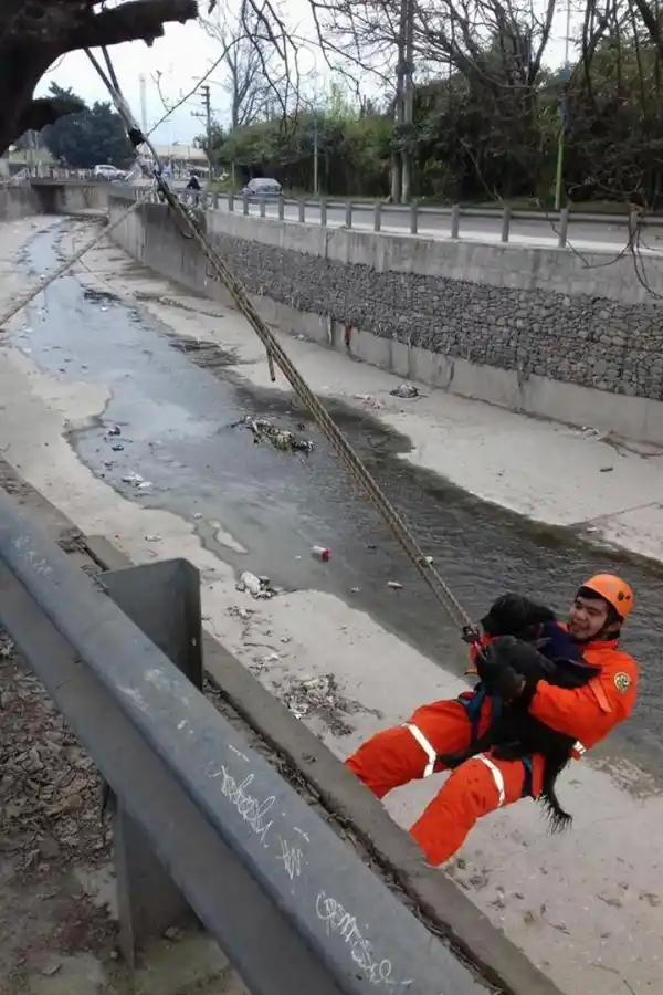 EN UN CANAL. Uno de los bomberos rescata un perro que había caído.