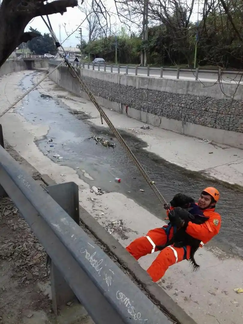 EN UN CANAL. Uno de los bomberos rescata un perro que había caído.