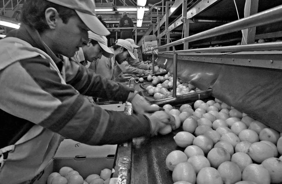 ESFUERZO. La industria citrícola es un gran pilar de la economía tucumana. FEDERALISMO Y LIBERTAD 