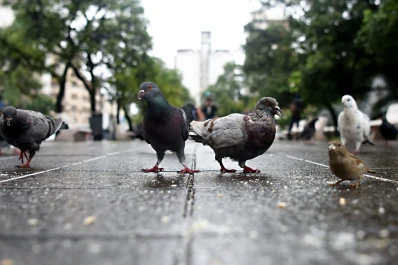 Frío y lluvias, el pronóstico para el inicio de la semana
