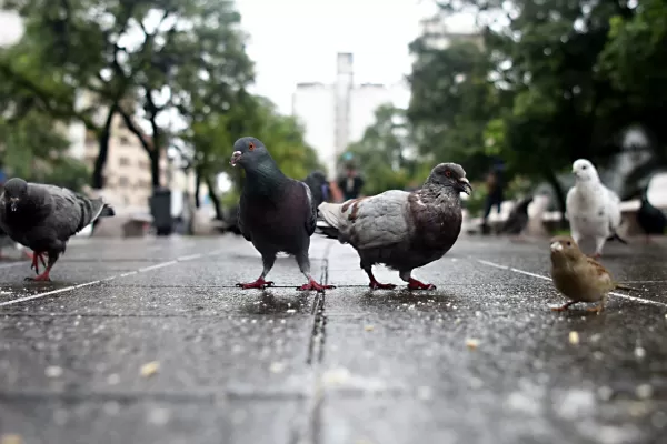 Frío y lluvias, el pronóstico para el inicio de la semana