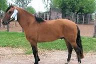 Caballos criollos: “En el campo, son irremplazables”