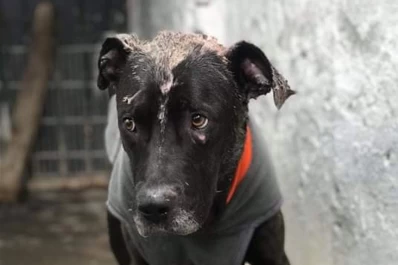 La superadora historia de El Negro, un perro rescatado que espera su adopción