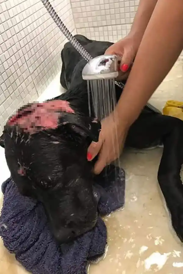 LASTIMADO. El día que lograron agarrarlo para curarlo.