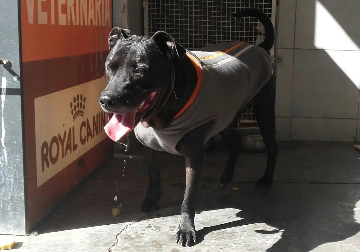 EL NEGRO HOY. Un día de paseo por la vete.