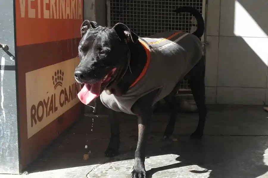 EL NEGRO HOY. Un día de paseo por la vete.