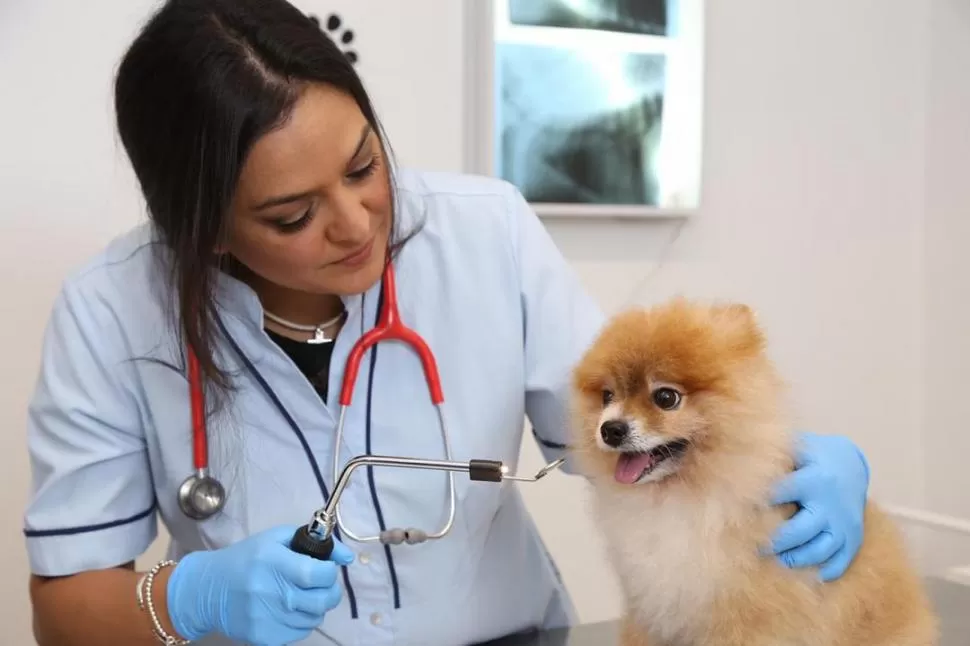 CONTROL PERIÓDICO. Las visitas al veterinario deben intensificarse a partir de que la mascota cumple siete años. 
