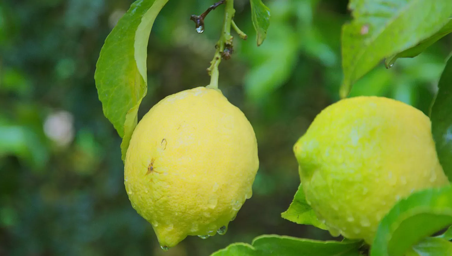 Las lluvias de otoño retrasaron la cosecha del limón en Tucumán