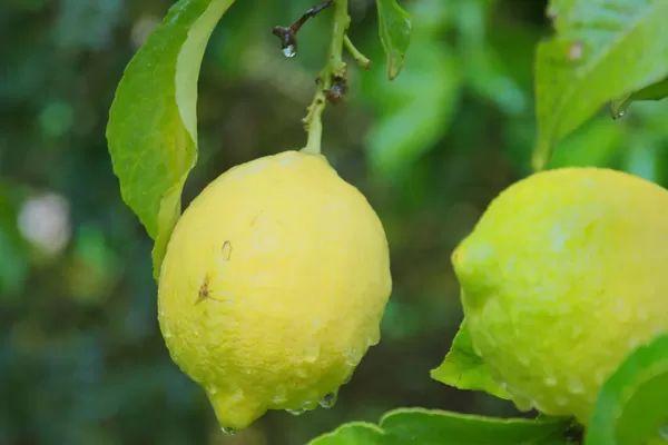 Las lluvias de otoño retrasaron la cosecha del limón en Tucumán