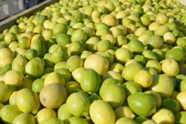Integrarán conocimientos para lograr una producción citrícola más sustentable