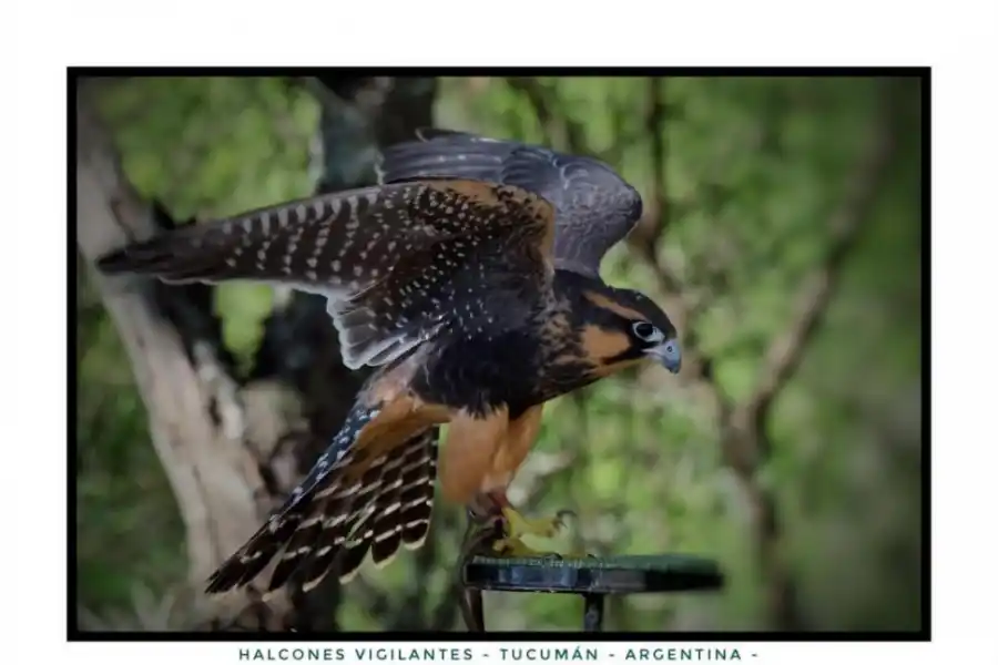 ALERTAS. Los halcones vigilan su zona y no dejan acercar a ningún ave.