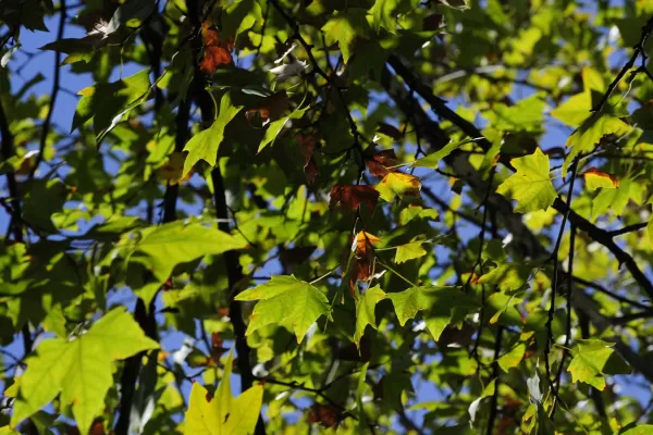 Mucho sol para el inicio de una semana atípica para el otoño tucumano