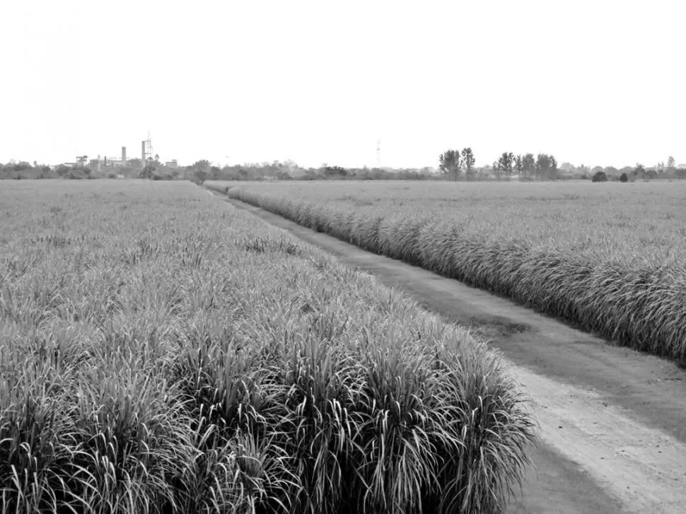 ALIVIO. El cultivo de caña de azúcar es uno de los beneficiados por la medida. la gaceta / foto de archivo