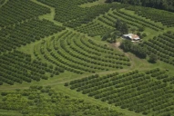 Las lluvias de otoño retrasaron la cosecha de limón y la fruta se pasó del calibre para exportar