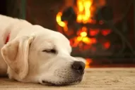 Cómo afecta a perros y gatos la calefacción