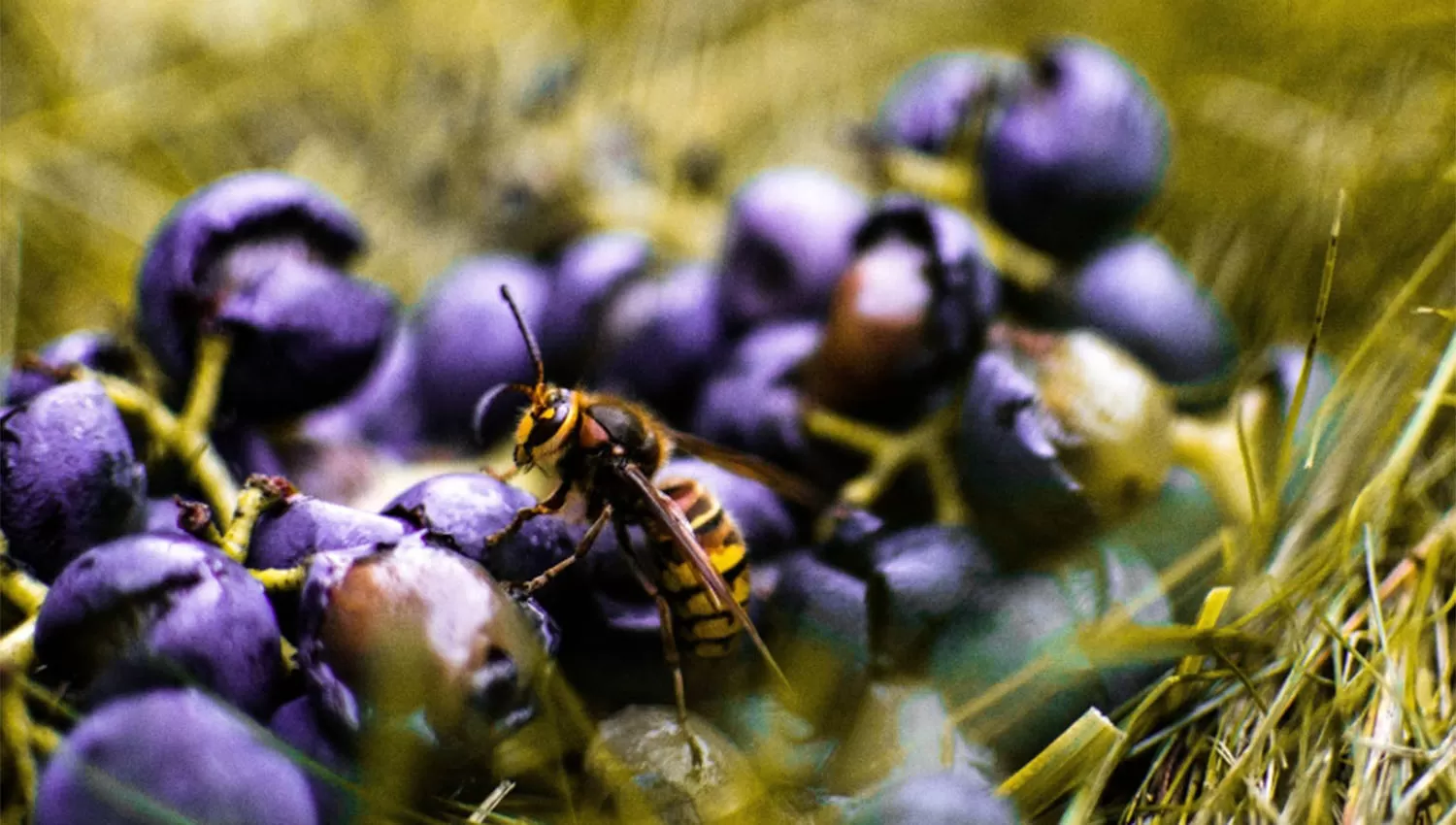 Traen abejas de Buenos Aires para polinizar campos con arándanos de Tucumán