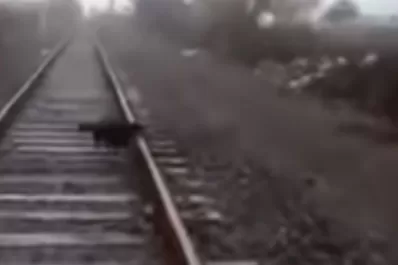 Video: ataron a un perro a las vías del tren y un maquinista frenó para salvarlo