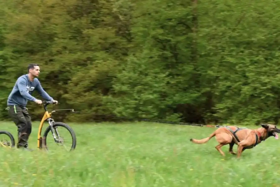 Los beneficios de practicar deportes al aire libre con tu perro 