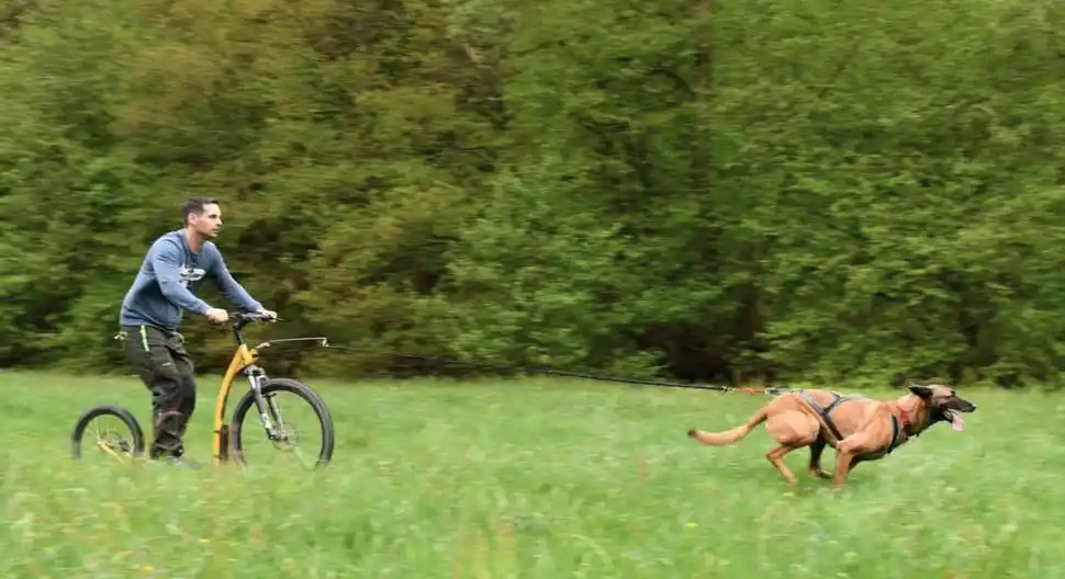 Los beneficios de practicar deportes al aire libre con tu perro 