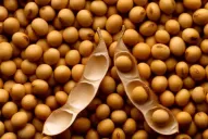 El campo suma voces de repudio a las nuevas retenciones