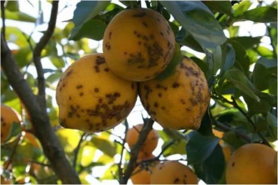Experiencias de manejo de mancha negra, cancrosis y sarna en limones de Tucumán