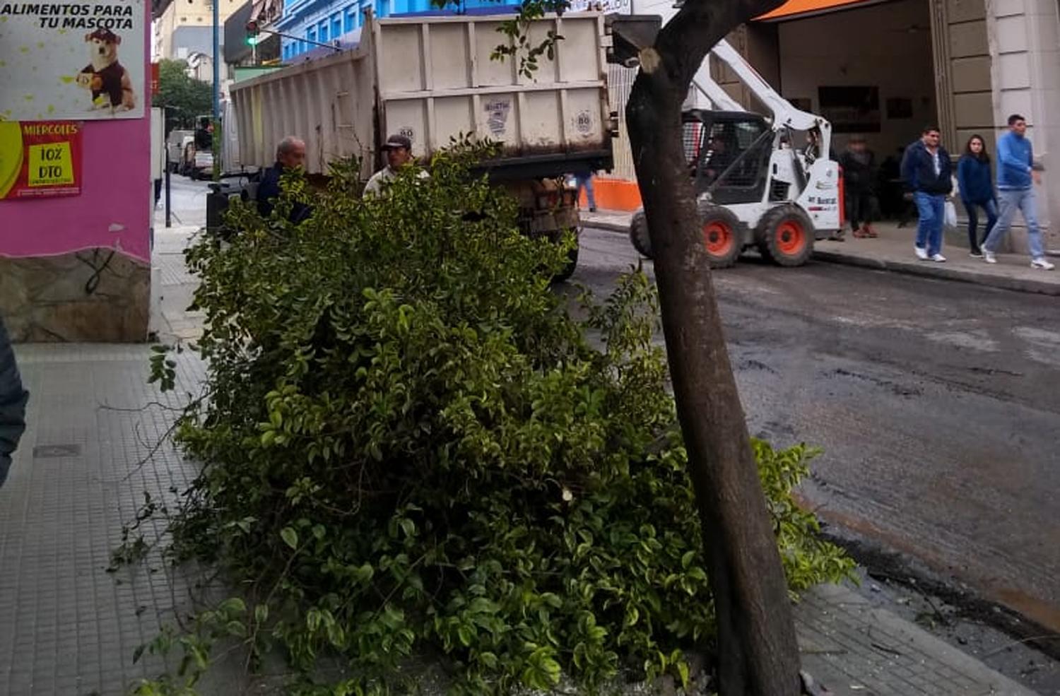 DENUNCIA. Lectores acusaron a obreros municipales de romper los árboles para trabajar.