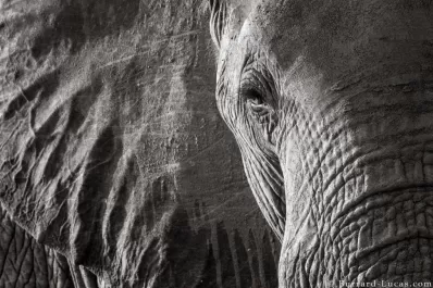 La fascinación paquidérmica a través de los tiempos