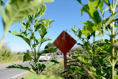 Los tucumanos pierden $ 10.000 por cada señal vial que roban o destruyen en las rutas