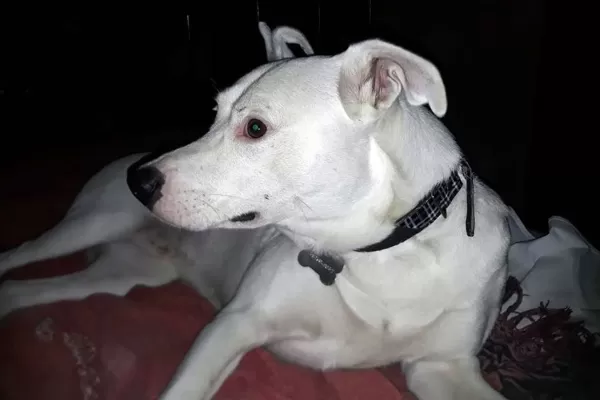 Rescate y adopción: conocé algunos de los perritos que buscan hogar