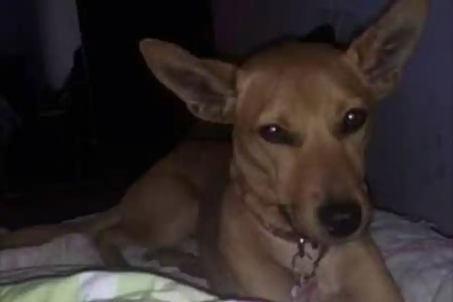 PERDIDA. Lupe se perdió el 05/06, en Villa Carmela. Tenía un collar rosa. 