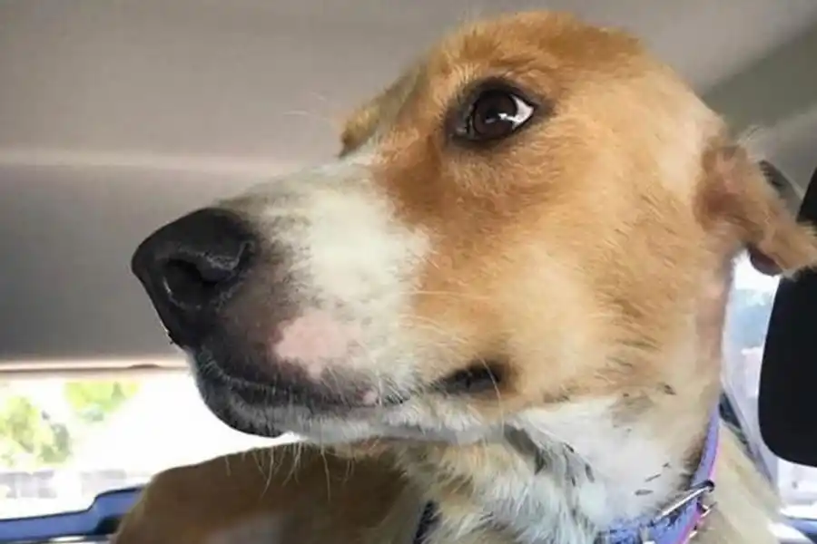 PERDIDA. Santina se escapó de la casa del adoptante 28/05, le falta una oreja.