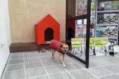Fabrican cuchas para que los perros de la calle no pasen frío en el invierno