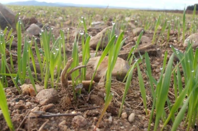La producción de trigo podría ser un récord
