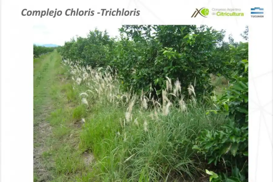 PARA ELIMINAR. La imagen superior muestra ataque del Complejo Chloris - Trichloris en un campo citrícola.